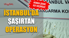 İstanbul'da şaşırtan operasyon: Kobra zehri ele geçirildi